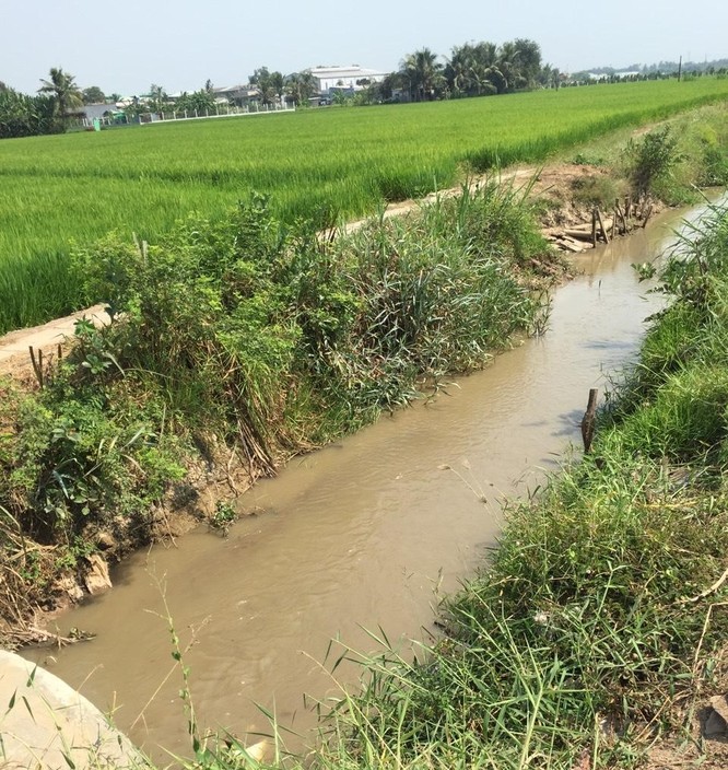 Long An: NMN Nhị Thành “bơm” gần 800.000 m3 nước ứng cứu nông nghiệp ảnh 2