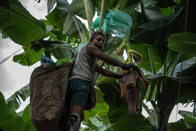 Một công nhân bọc nylon quanh cây để bảo vệ mầm hoa chuối.