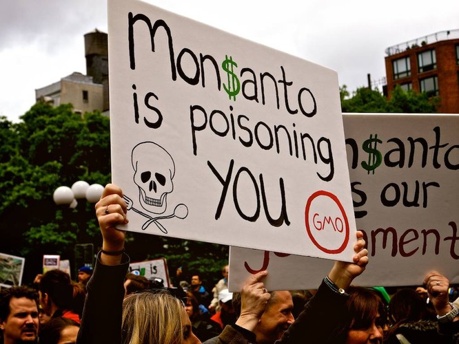 Hãng Monsanto phải bồi thường 289 triệu USD cho một người làm vườn Mỹ ảnh 4