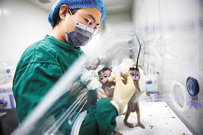 Đưa gene người vào não khỉ - các nhà khoa học Trung Quốc lại gây sóng gió ảnh 2