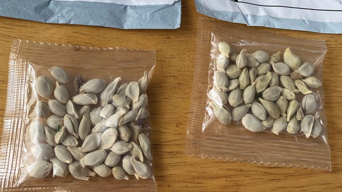 Bí ẩn phía sau các túi hạt giống lạ được gửi từ Trung Quốc tới Mỹ, Canada và Nhật ảnh 4