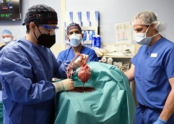 Ghép tim lợn cho người: Thành công y học mang tính đột phá của công nghệ ghép tạng ảnh 2