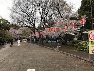 Hoa anh đào trong công viên Ueno - một địa điểm nổi tiếng nhất để ngắm hoa anh đào nở