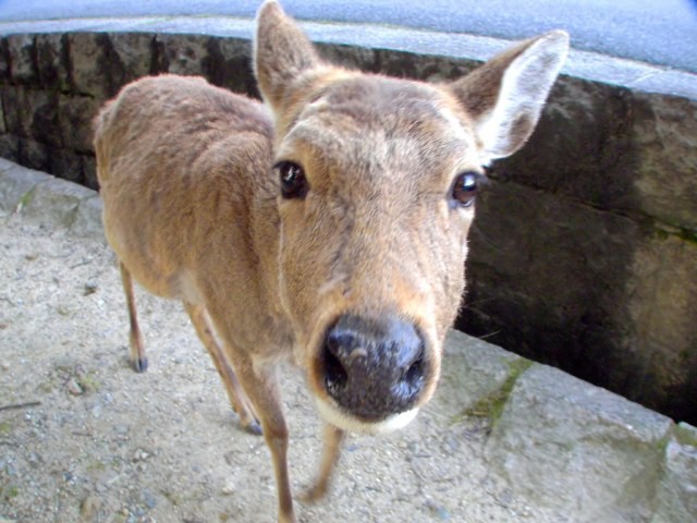 6 con hươu Nara đã chết từ năm ngoái đến nay vì bội thực rác nhựa của du khách ảnh 4