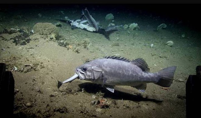 Xem cảnh con cá mập xấu số bị một loài cá sống ở dưới đáy đại dương “tiêu diệt” trong chớp nhoáng ảnh 2