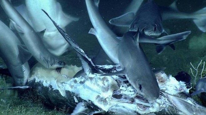 Xem cảnh con cá mập xấu số bị một loài cá sống ở dưới đáy đại dương “tiêu diệt” trong chớp nhoáng ảnh 1