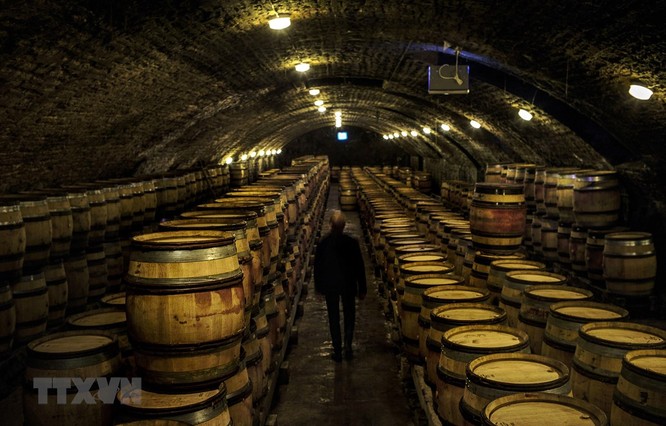 Một hầm rượu vang ở Nuits-Saint-Georges thuộc vùng Bourgogne, Pháp. (Ảnh: AFP/TTXVN)