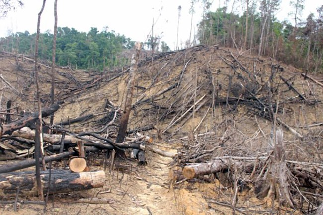 Hiện trường vụ phá rừng phòng hộ Tiên Lãnh (Tiên Phước, Quảng Nam) để trồng keo sản xuất