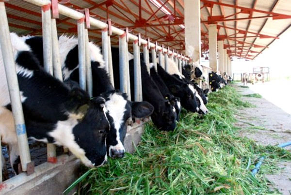Trang trại bò sữa của bầu Đức