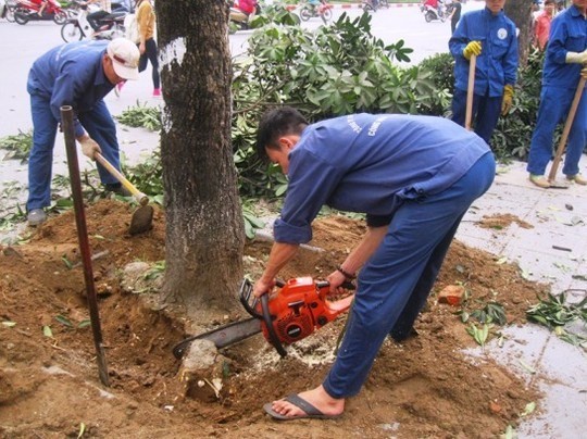 Đình chỉ công tác hàng loạt cán bộ liên quan vụ chặt cây xanh Hà Nội ảnh 7
