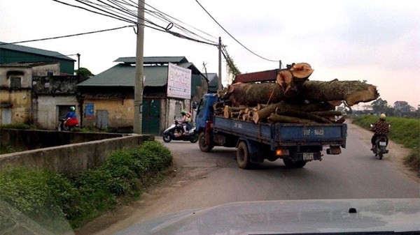 Chiếc xe tải chở gỗ vào làng Chuông.
