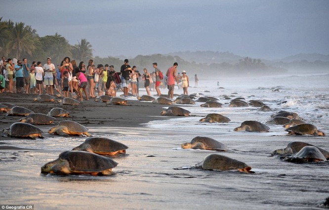 Kỳ thú hàng trăm ngàn con rùa biển lớn ùa vào bờ ảnh 2