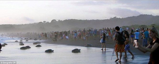 Kỳ thú hàng trăm ngàn con rùa biển lớn ùa vào bờ ảnh 6