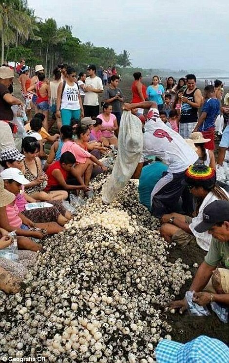 Kỳ thú hàng trăm ngàn con rùa biển lớn ùa vào bờ ảnh 9
