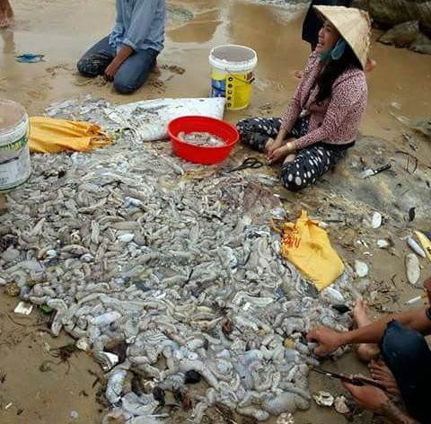  Hàng ngàn con hải sâm dạt vào Phú Quốc, nguy cơ gì? ảnh 4