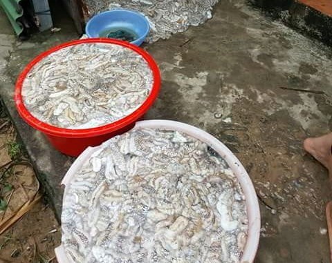  Hàng ngàn con hải sâm dạt vào Phú Quốc, nguy cơ gì? ảnh 3