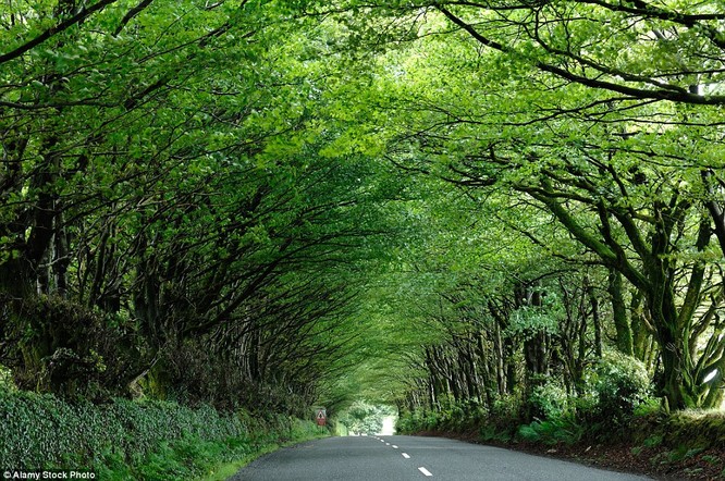 Đường hầm hình thành bởi hàng ngàn cây sồi ở Milton Abbot, Devon, Mỹ