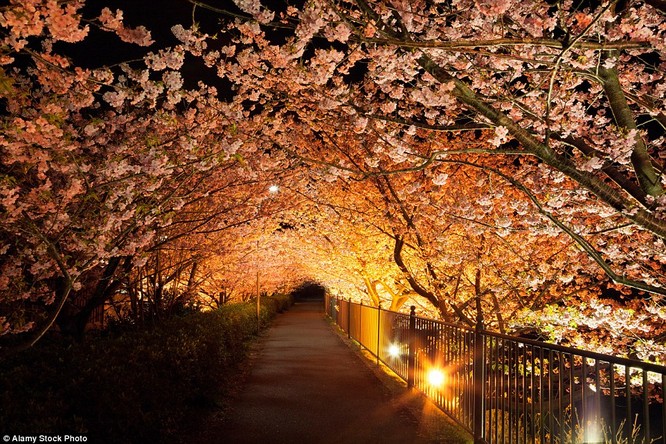 Lối đi nở tràn hoa anh đào tại Shizuoka, Nhật Bản