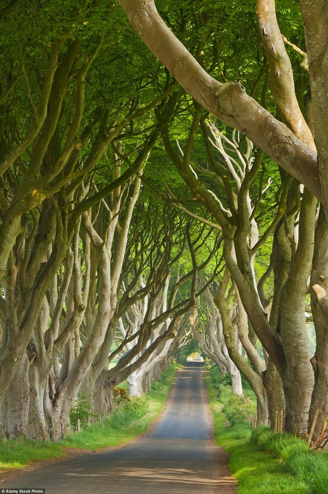 Con đường nên thơ này ở bắc Ireland