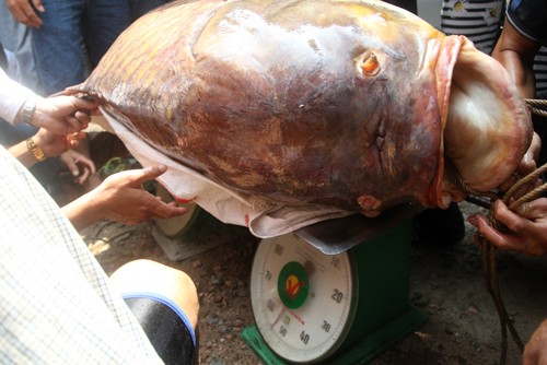 Những loại cá bán đắt 'như vàng' ở Việt Nam ảnh 2