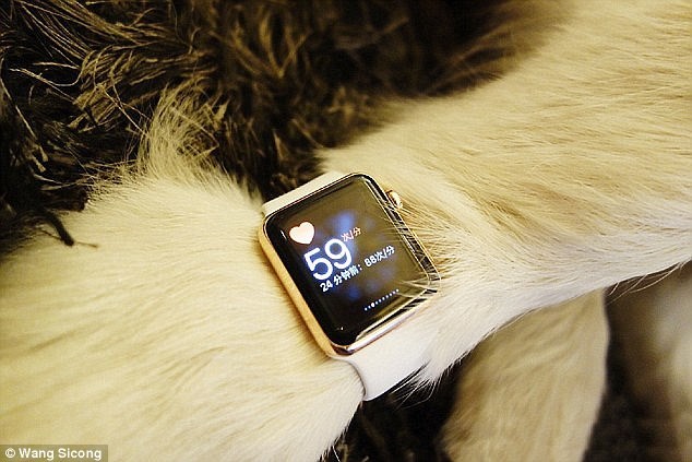 Chú chó đeo đồng hồ Apple Wath gây bức xúc dư luân Trung Quốc