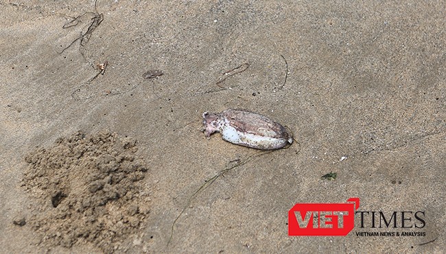 Cá chết dạt tới bờ biển Đà Nẵng, sở TN-MT chưa biết ảnh 8