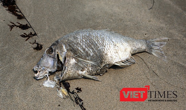 Một con cá hanh chừng 2-3kg chết trong tình trạng thối rửa dạt vào bờ biển Đà Nẵng