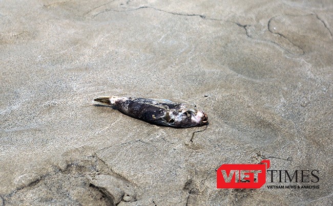 Cá chết rãi rác lần với rác tấp vào biển Đà Nẵng