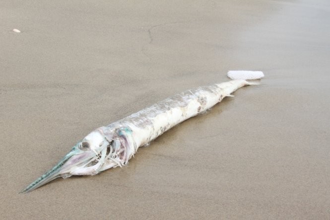 Đà Nẵng: Lại phát hiện cá chết dạt vào bờ ảnh 1