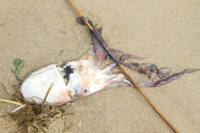 Đà Nẵng: Lại phát hiện cá chết dạt vào bờ ảnh 3