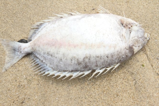 Đà Nẵng: Lại phát hiện cá chết dạt vào bờ ảnh 4