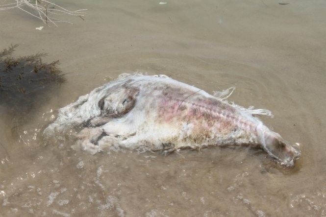 Đà Nẵng: Lại phát hiện cá chết dạt vào bờ ảnh 5