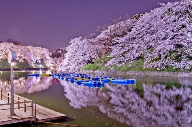 Mùa hoa anh đào Nhật Bản ảnh 1