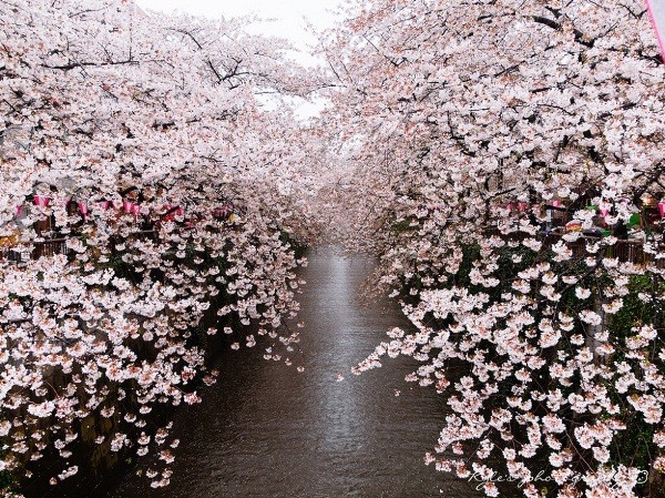 Mùa hoa anh đào Nhật Bản ảnh 15