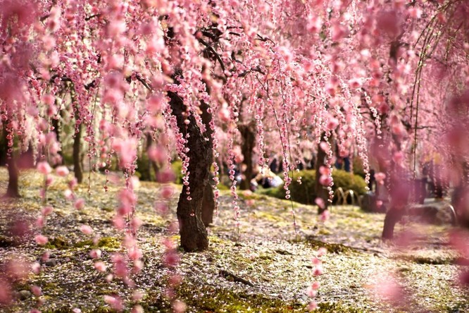 Mùa hoa anh đào Nhật Bản ảnh 4