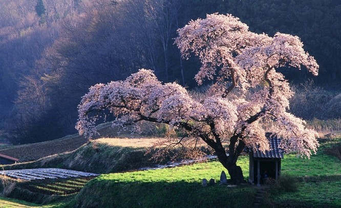 Mùa hoa anh đào Nhật Bản ảnh 5