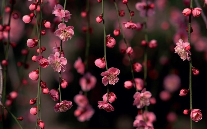 Mùa hoa anh đào Nhật Bản ảnh 7