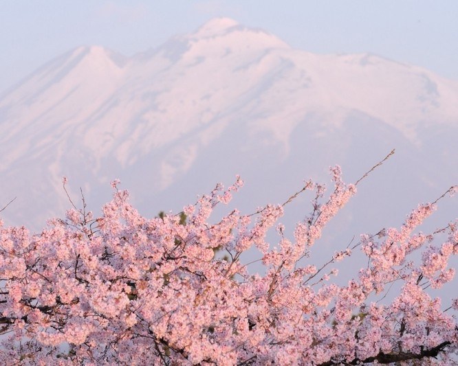 Mùa hoa anh đào Nhật Bản ảnh 9