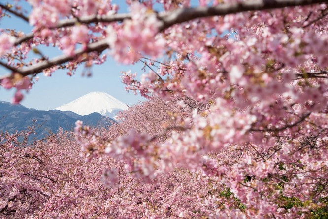 Mùa hoa anh đào Nhật Bản ảnh 14