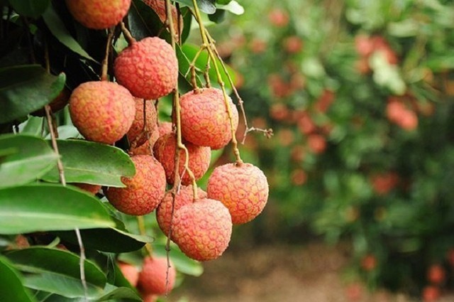 Vì sao quả vải xuất khẩu sang Mỹ, Úc không giải quyết vấn đề gì? ảnh 1