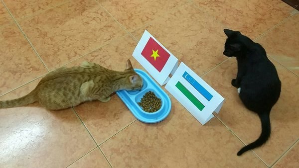 Dân mạng nhờ mèo, gà, cào cào dự đoán trận chung kết của U23 Việt Nam - Ảnh 1