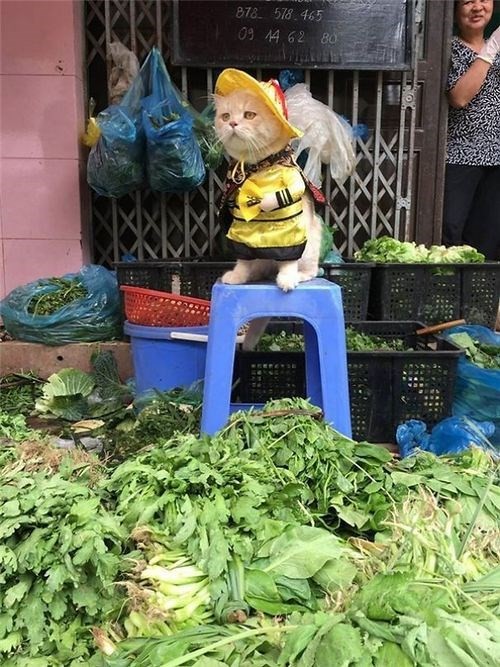 Chú mèo tên Chó ở Hải Phòng gây sốt trên Internet vì 'thần thái' quá dễ thương - Ảnh 13