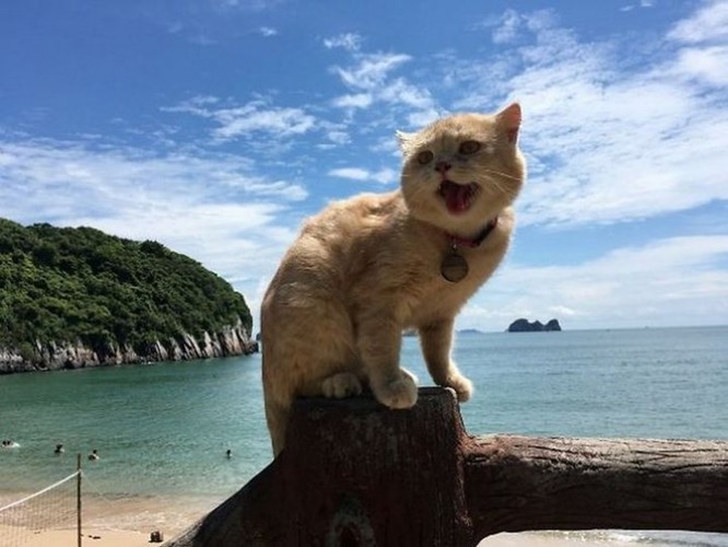 Chú mèo tên Chó ở Hải Phòng gây sốt trên Internet vì 'thần thái' quá dễ thương - Ảnh 2
