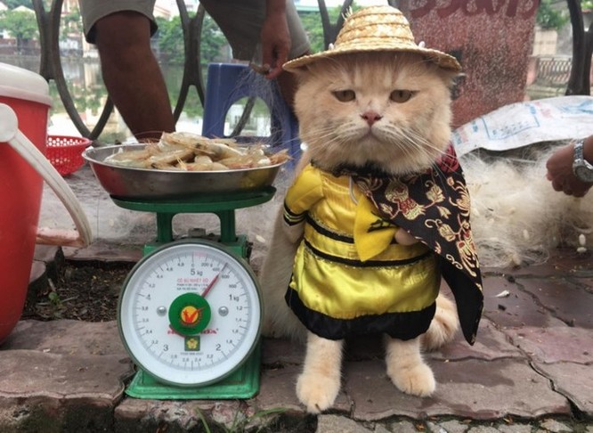 Chú mèo tên Chó ở Hải Phòng gây sốt trên Internet vì 'thần thái' quá dễ thương - Ảnh 9