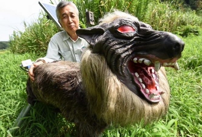 Robot... chó sói hỗ trợ nông dân Nhật bảo vệ mùa màng trước các loài phá hoại - Ảnh 1