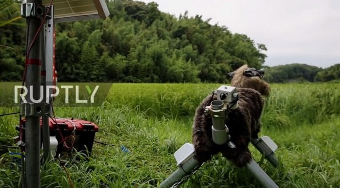 Robot... chó sói hỗ trợ nông dân Nhật bảo vệ mùa màng trước các loài phá hoại - Ảnh 7