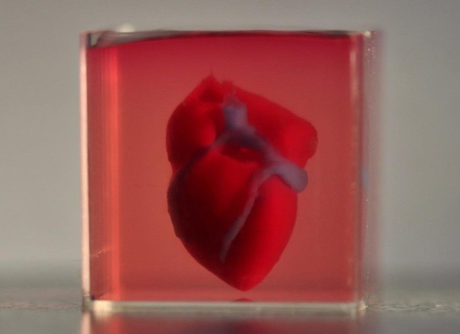 In 3D thành công quả tim dùng chính tế bào của bệnh nhân ảnh 1