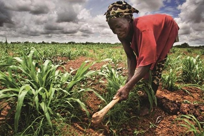 AfDB và Hàn Quốc tăng cường hỗ trợ ngành nông nghiệp châu Phi ảnh 1