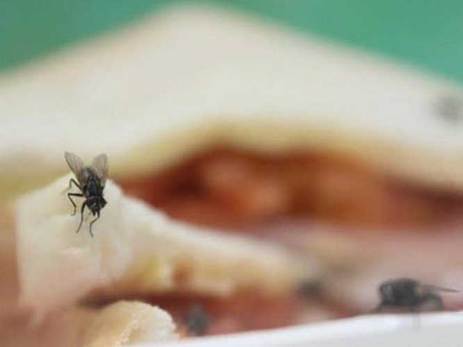 Loài ruồi - 'vị cứu tinh' đắc dụng xử lý các loại thực phẩm thừa ảnh 1