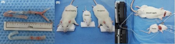 Các nhà khoa học ghép đầu cho hai con chuột thành công, mở ra hi vọng ghép đầu cho người ảnh 1